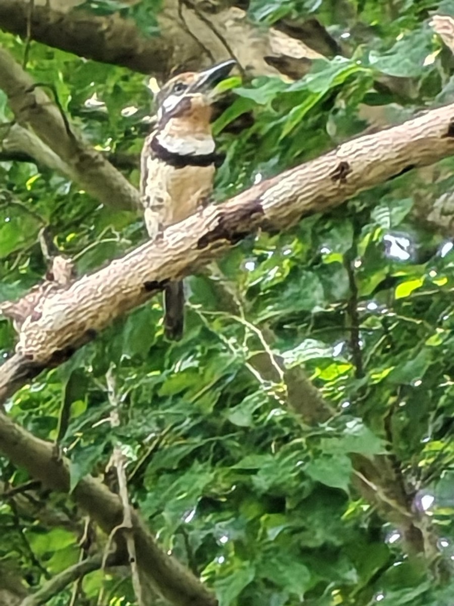 Russet-throated Puffbird - ML644380156
