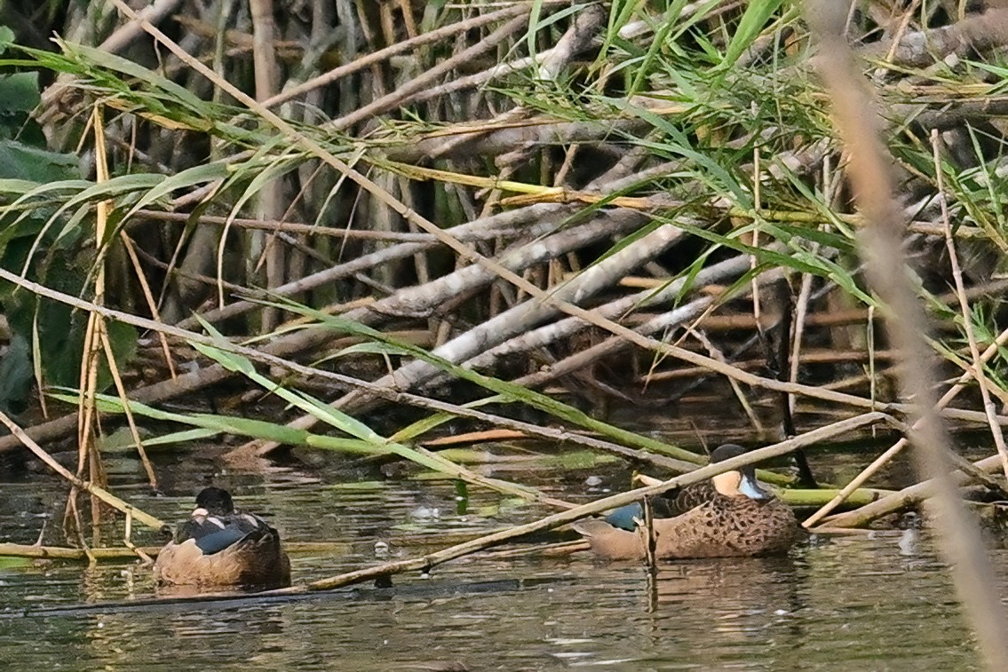 Blue-billed Teal - ML644380163