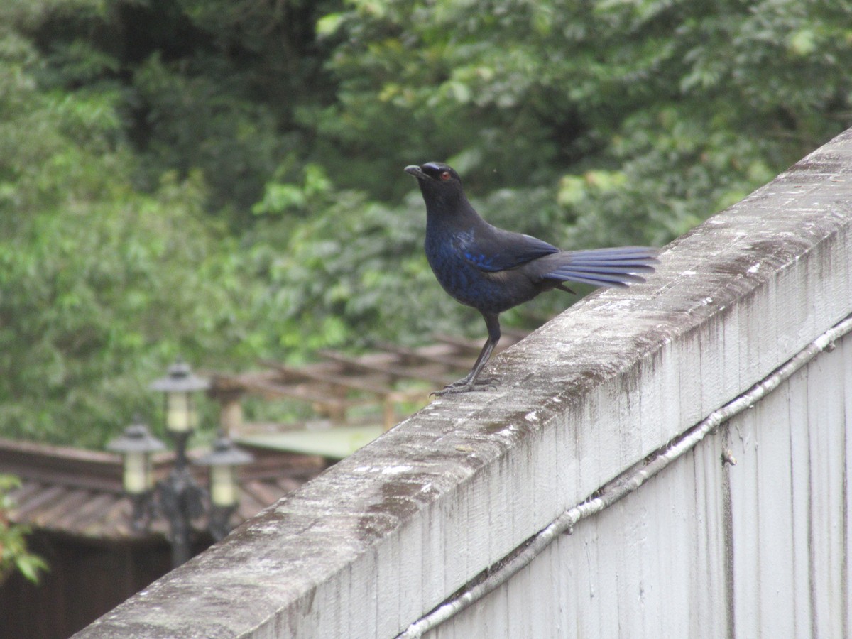 Taiwan Whistling-Thrush - ML644380171