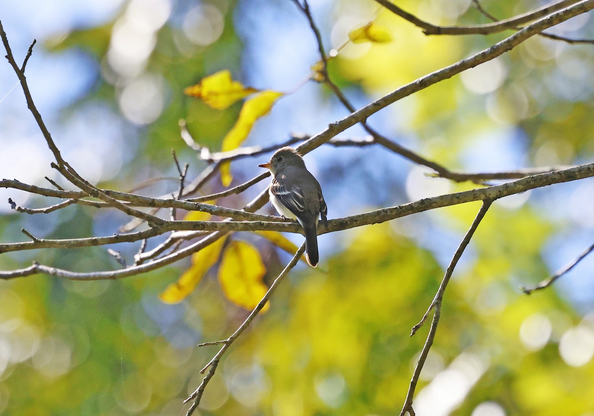 Eastern Wood-Pewee - ML644380184