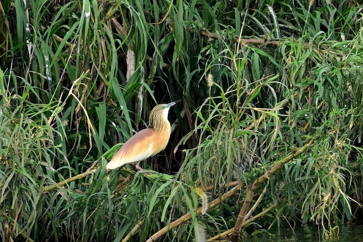 volavka vlasatá - ML644380194