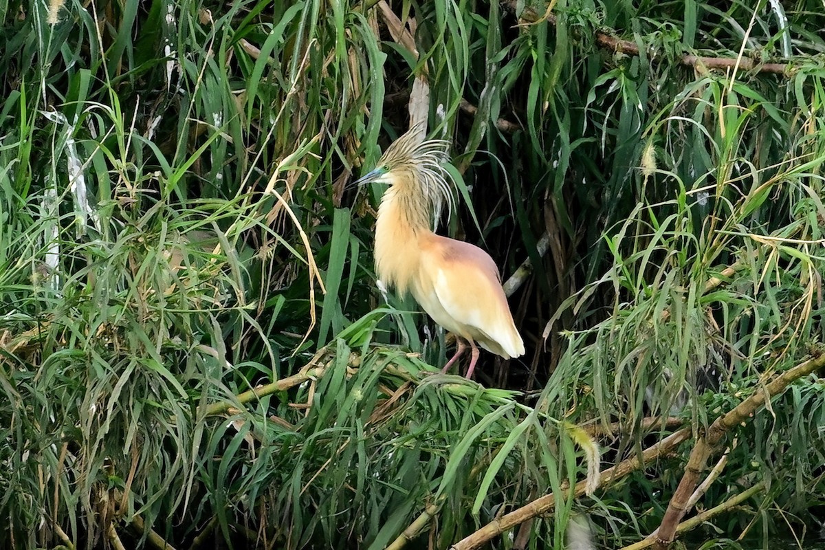 volavka vlasatá - ML644380195