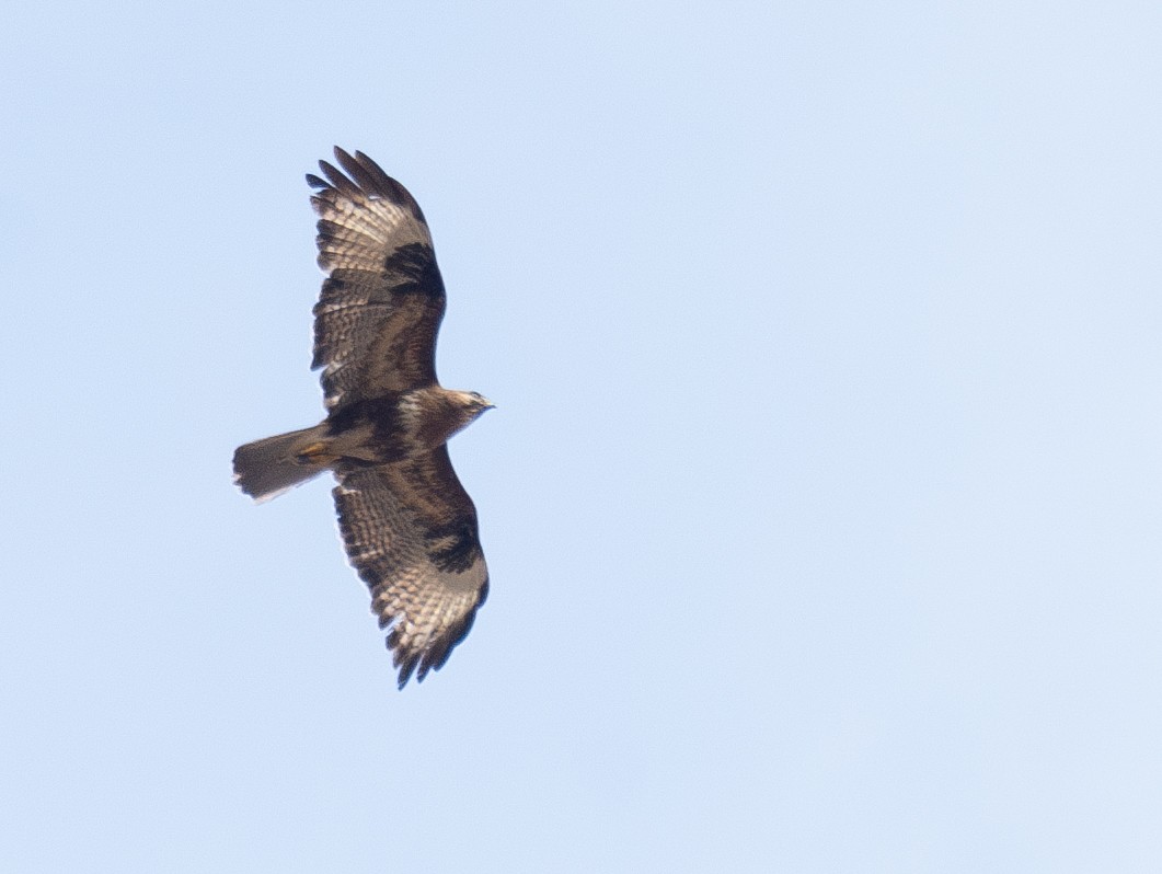 Himalayan Buzzard - ML644380199