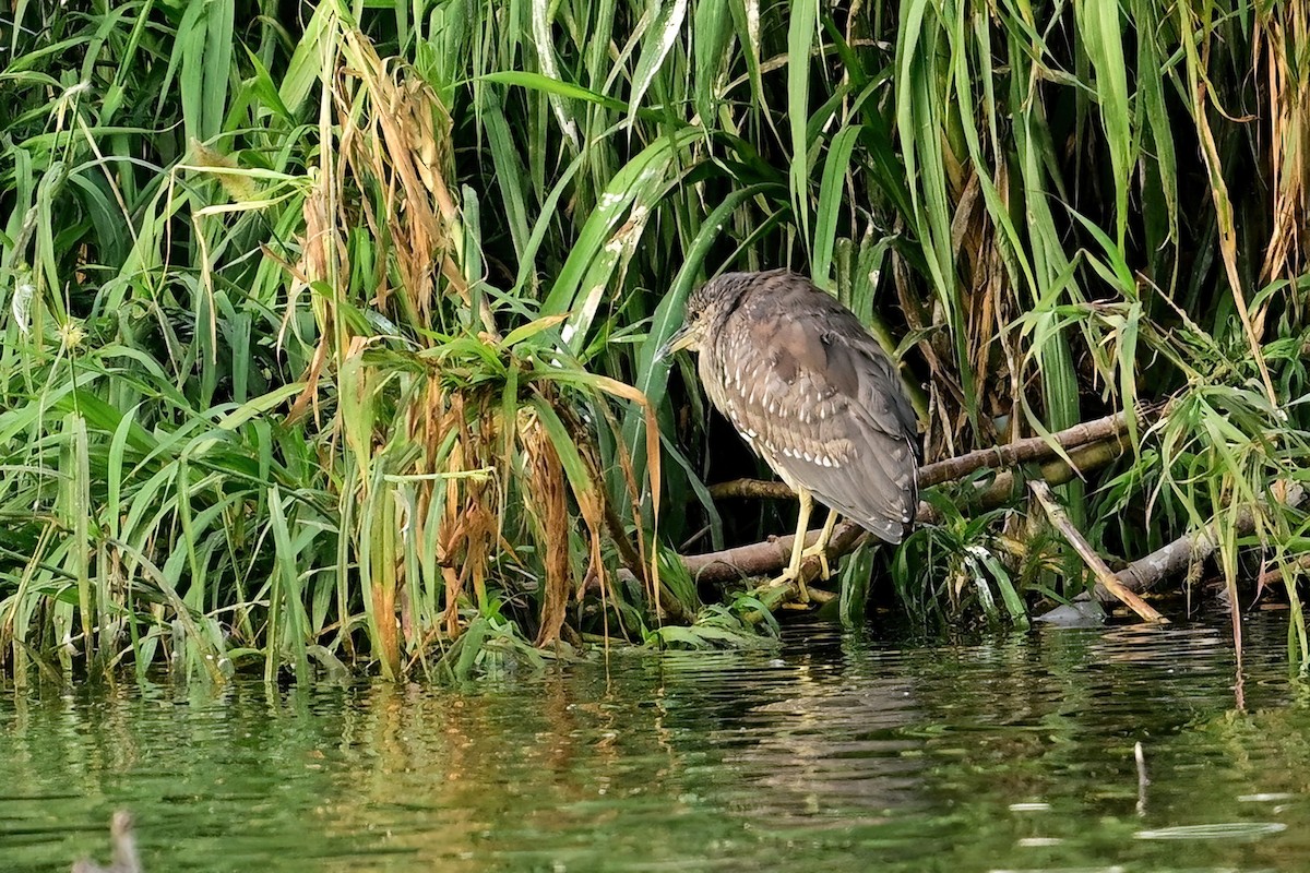 kvakoš noční - ML644380203