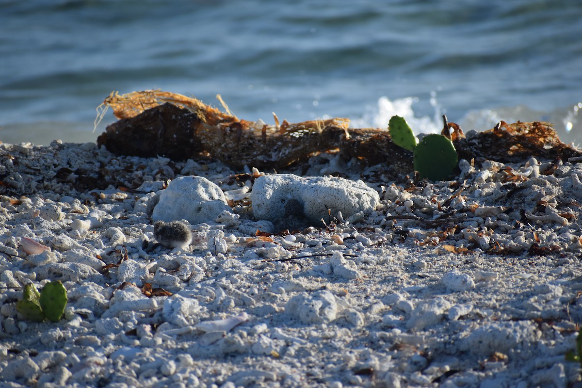 Roseate Tern - ML644380205