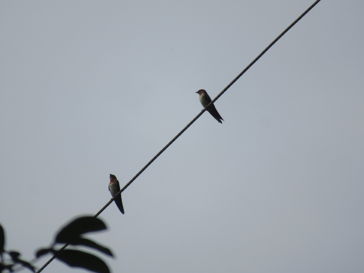 Pacific Swallow - ML644380207