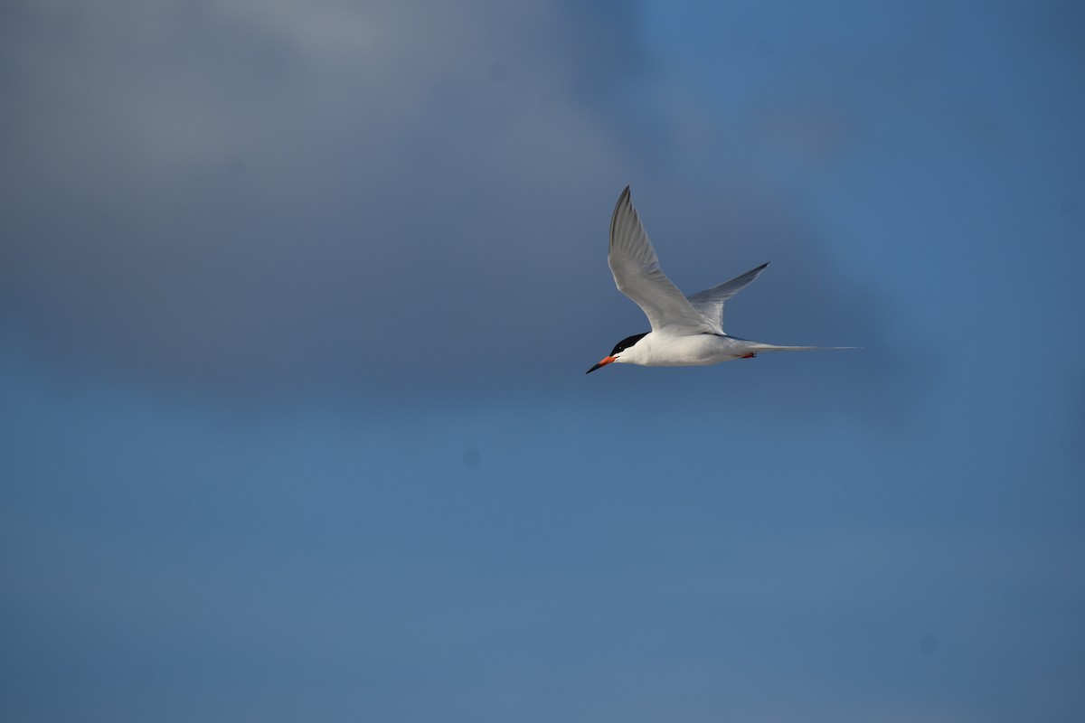 Roseate Tern - ML644380233