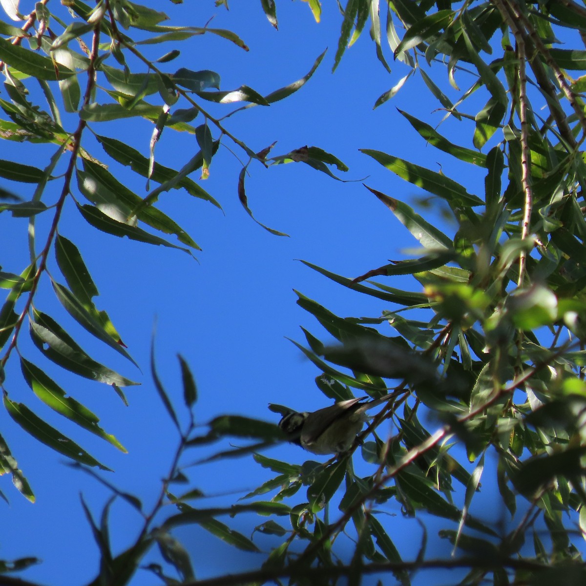 Mésange arlequin - ML644380238