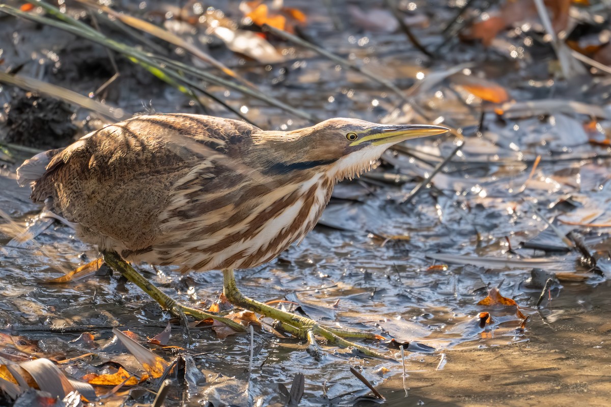 Butor d'Amérique - ML644380259