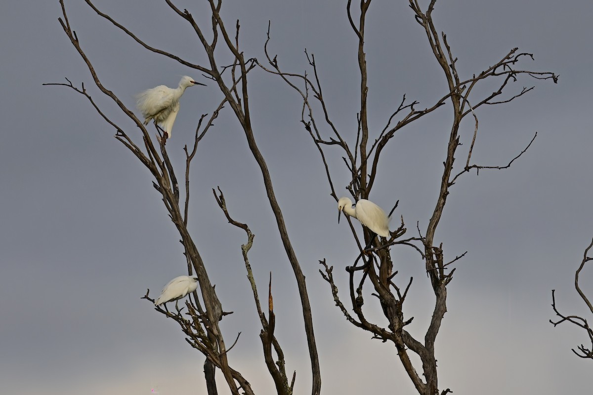 volavka stříbřitá - ML644380275