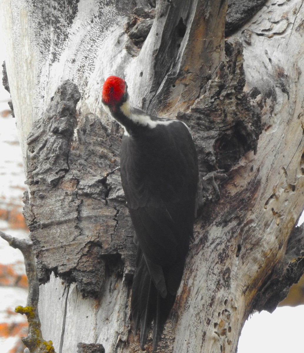 Pileated Woodpecker - ML644380281