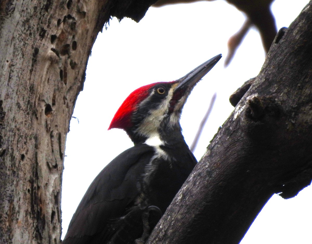 Pileated Woodpecker - ML644380290