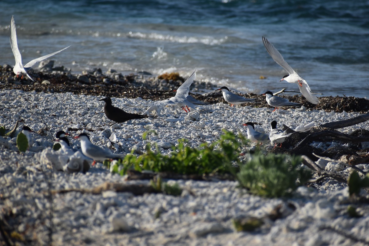 Roseate Tern - ML644380293
