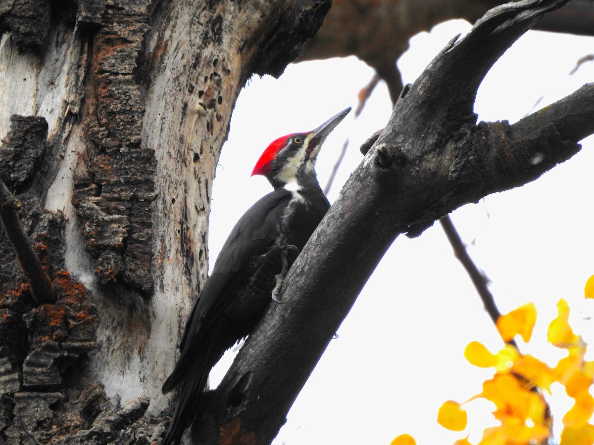 Pileated Woodpecker - ML644380298