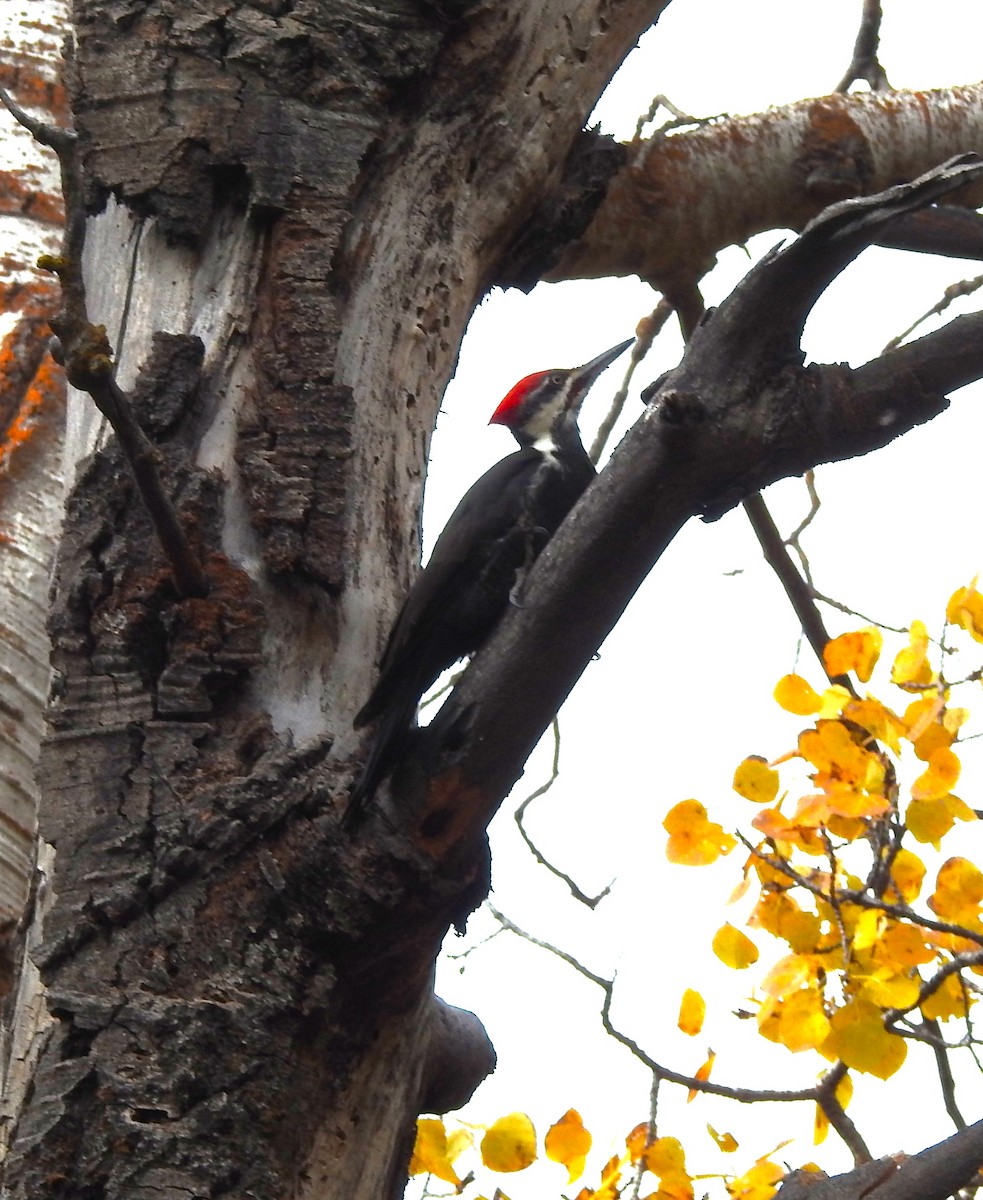 Pileated Woodpecker - ML644380300