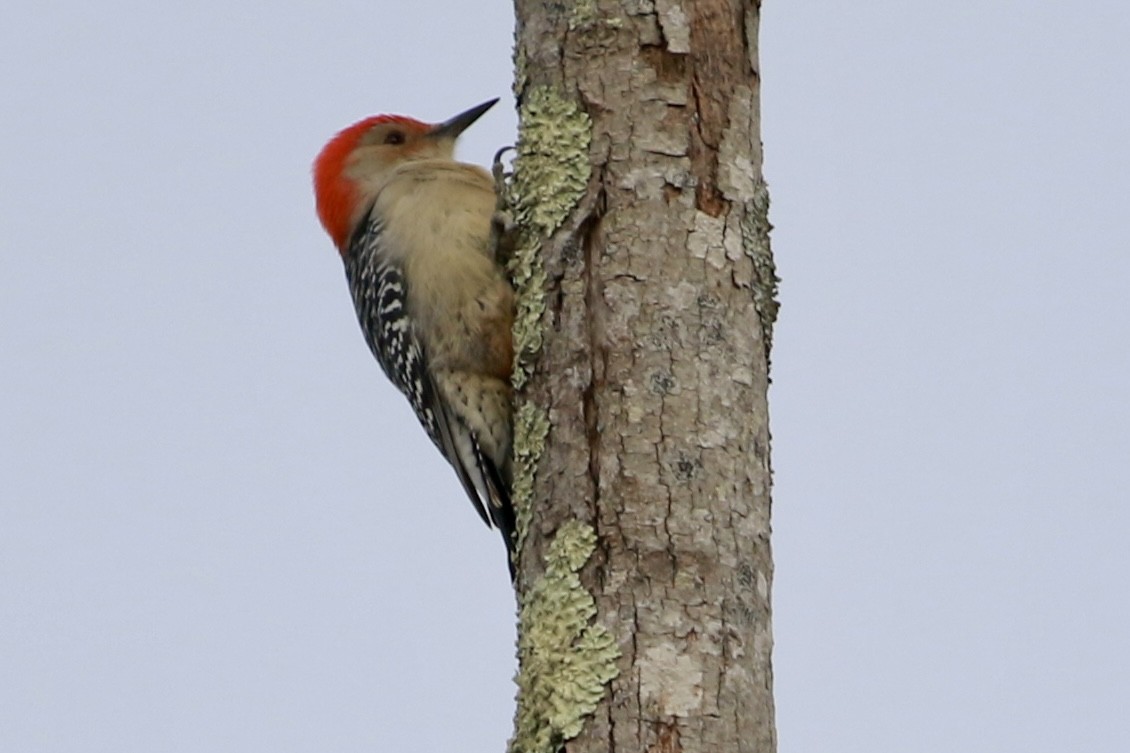 Red-bellied Woodpecker - ML644380302