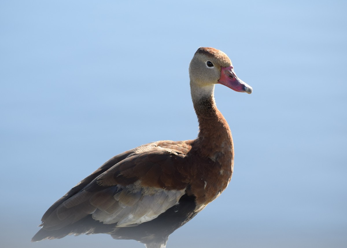 Black-bellied Whistling-Duck - ML644380310