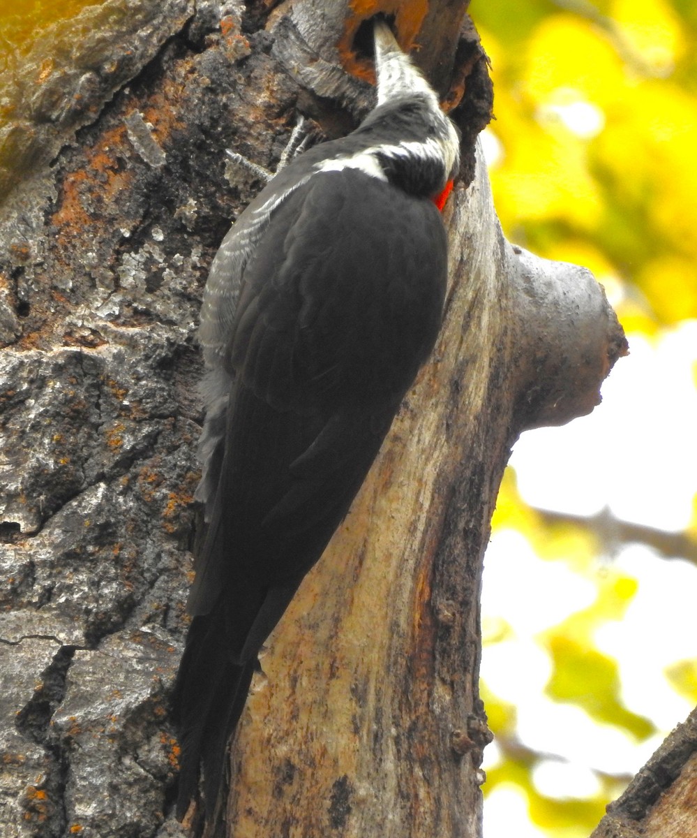Pileated Woodpecker - ML644380313