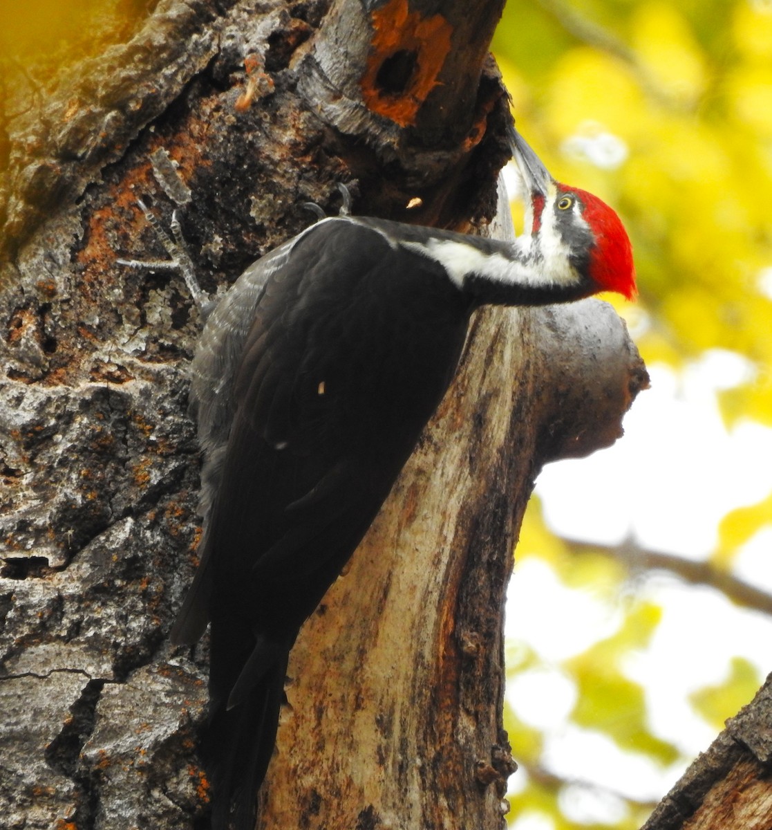Pileated Woodpecker - ML644380317