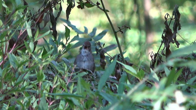 Javan Bush Warbler - ML644380323