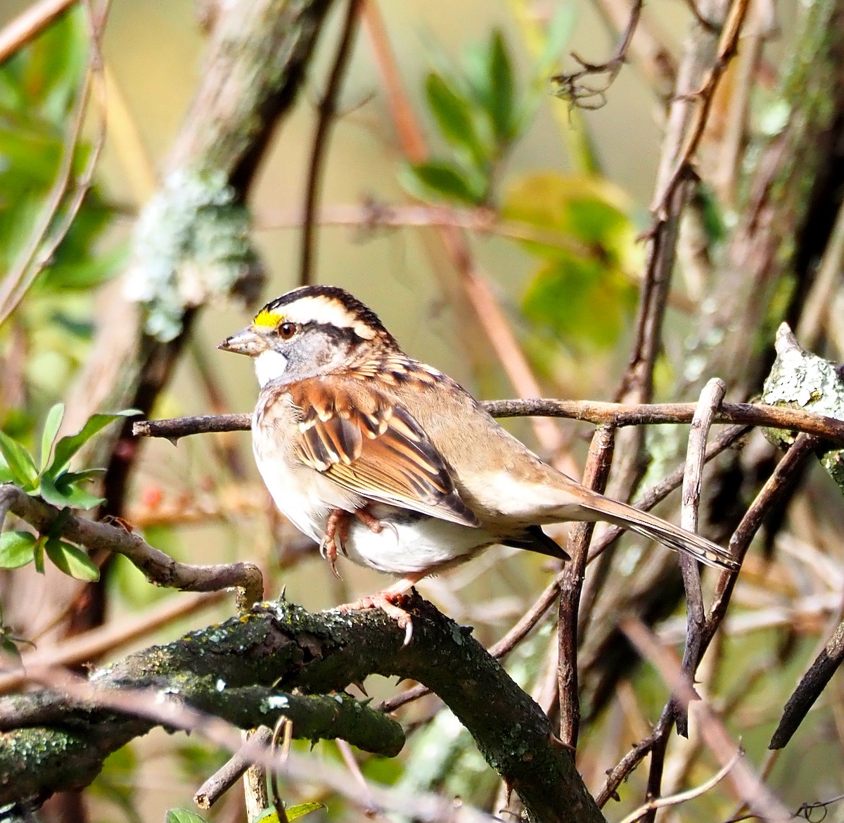 גיבתונית לבנת-גרון - ML644380336