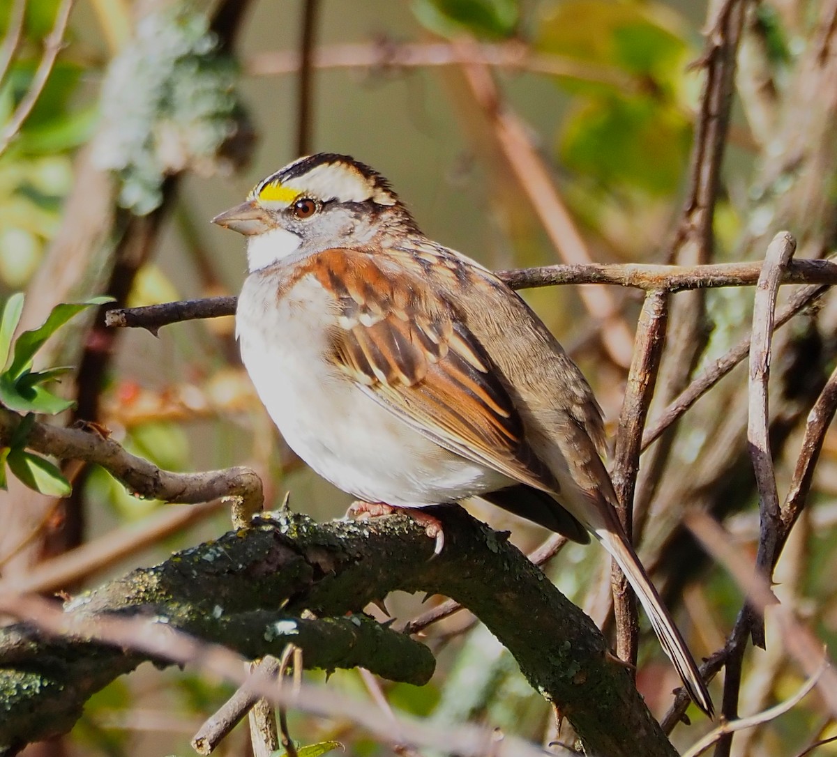 גיבתונית לבנת-גרון - ML644380337