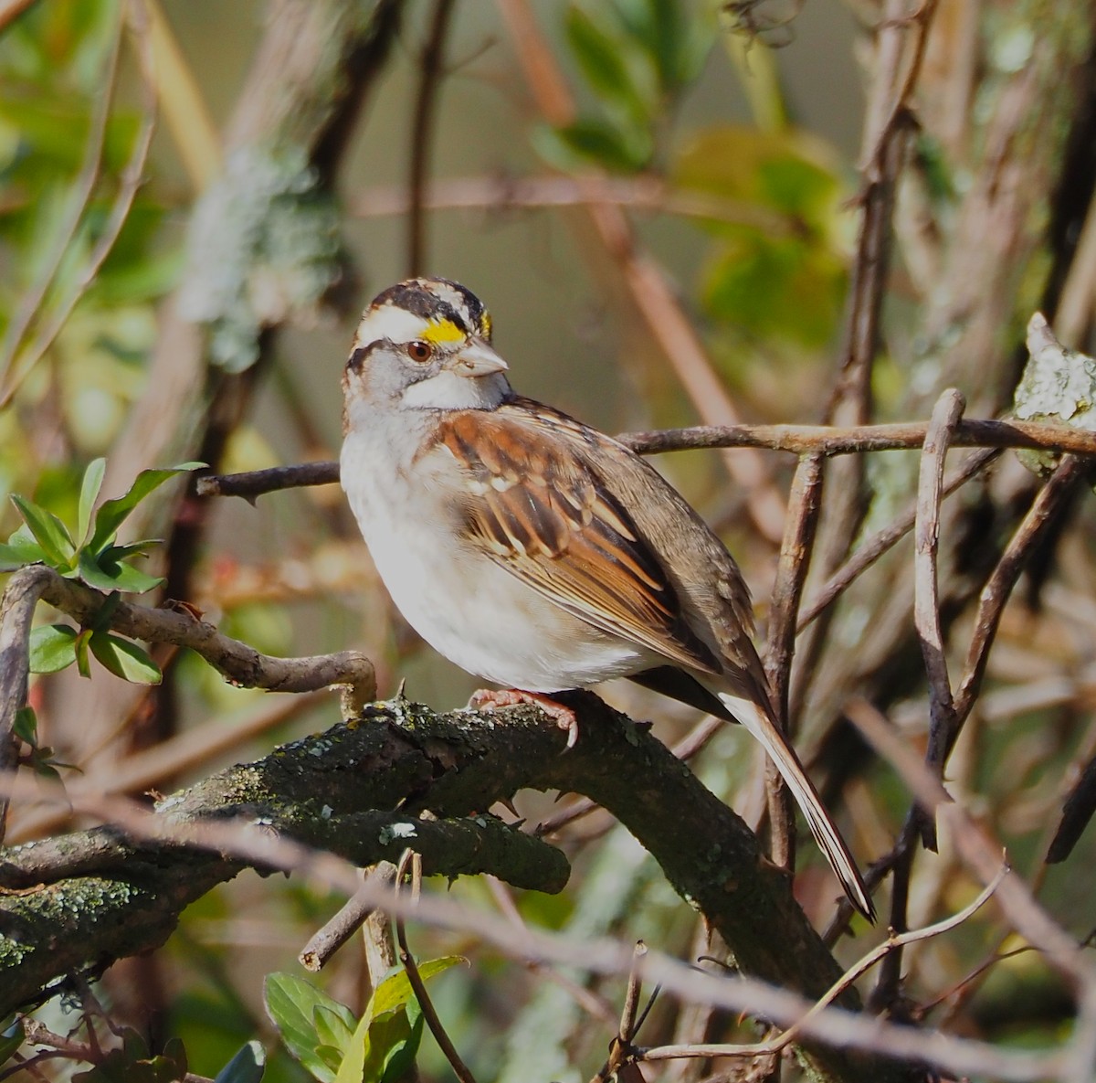 גיבתונית לבנת-גרון - ML644380338