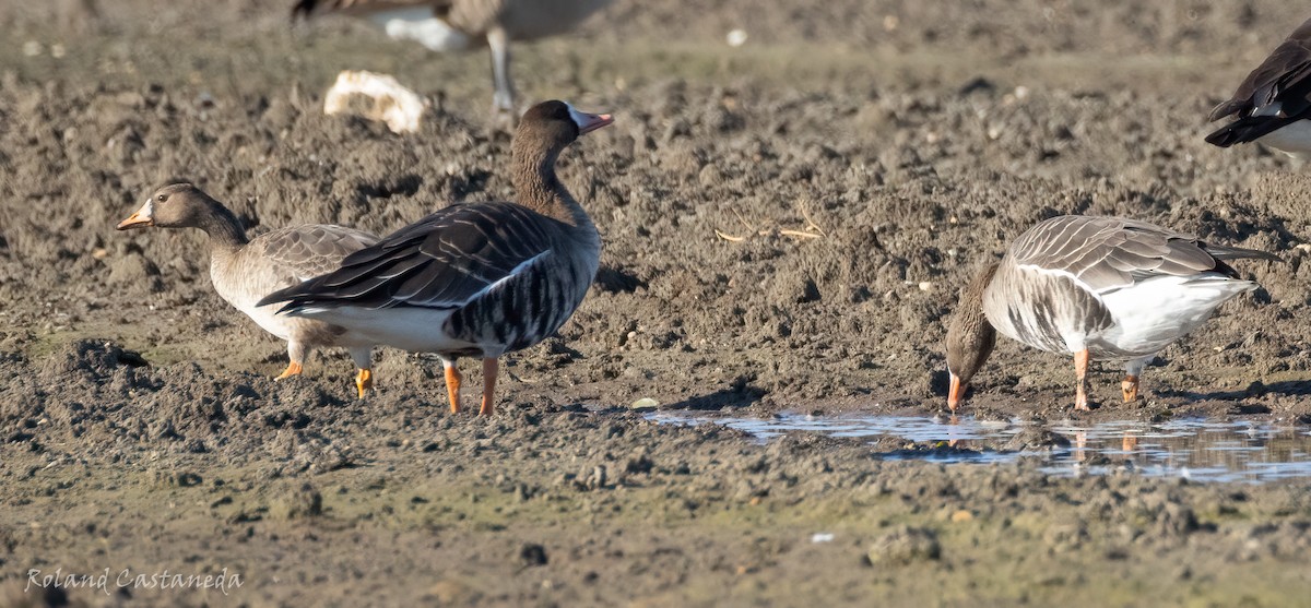 Манхин галуу - ML644380350