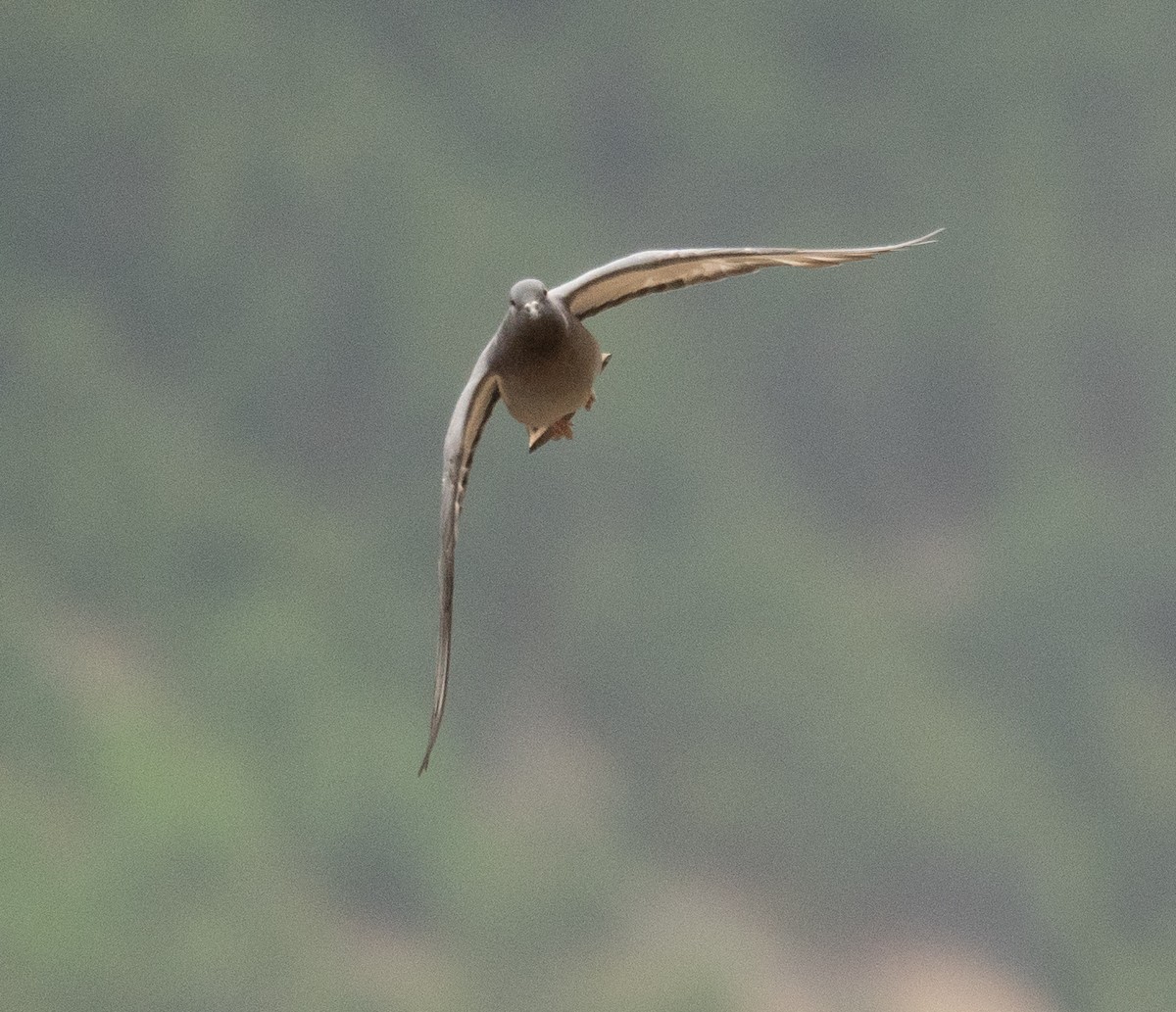 Hill Pigeon - ML644380351