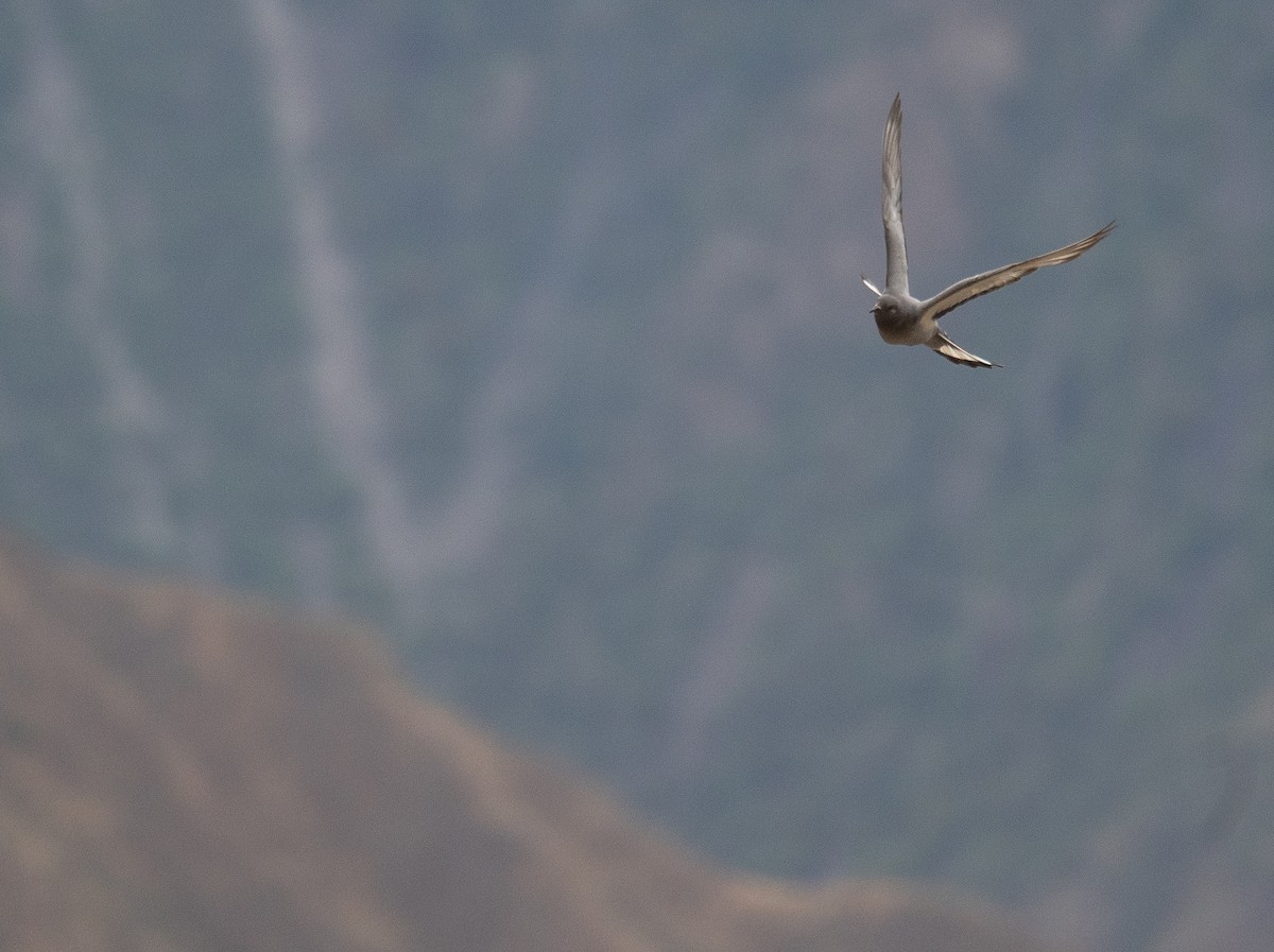 Hill Pigeon - ML644380352