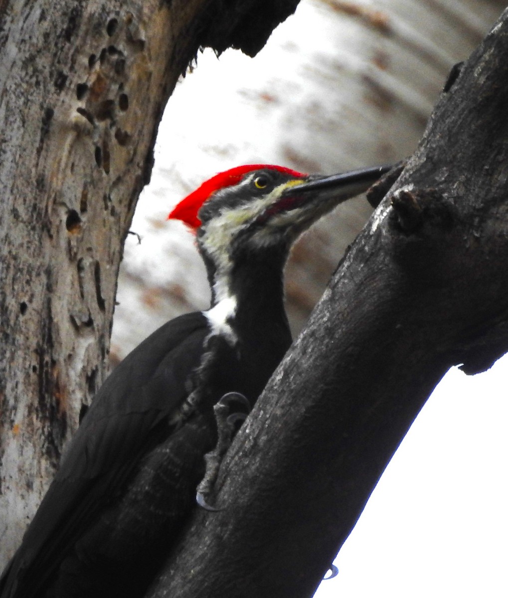 Pileated Woodpecker - ML644380356