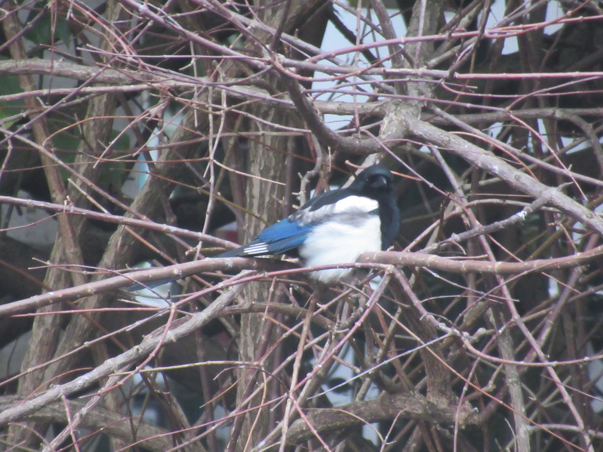 Oriental Magpie - ML644380366