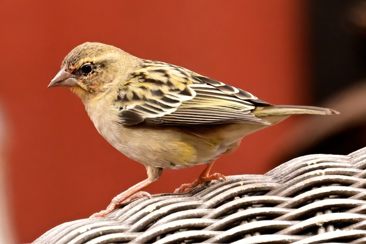 rødvever - ML644380382