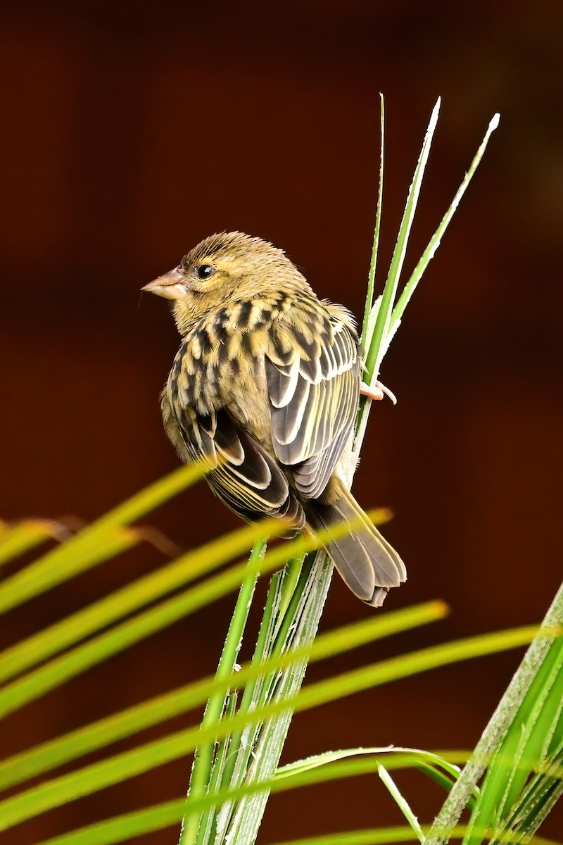 rødvever - ML644380383