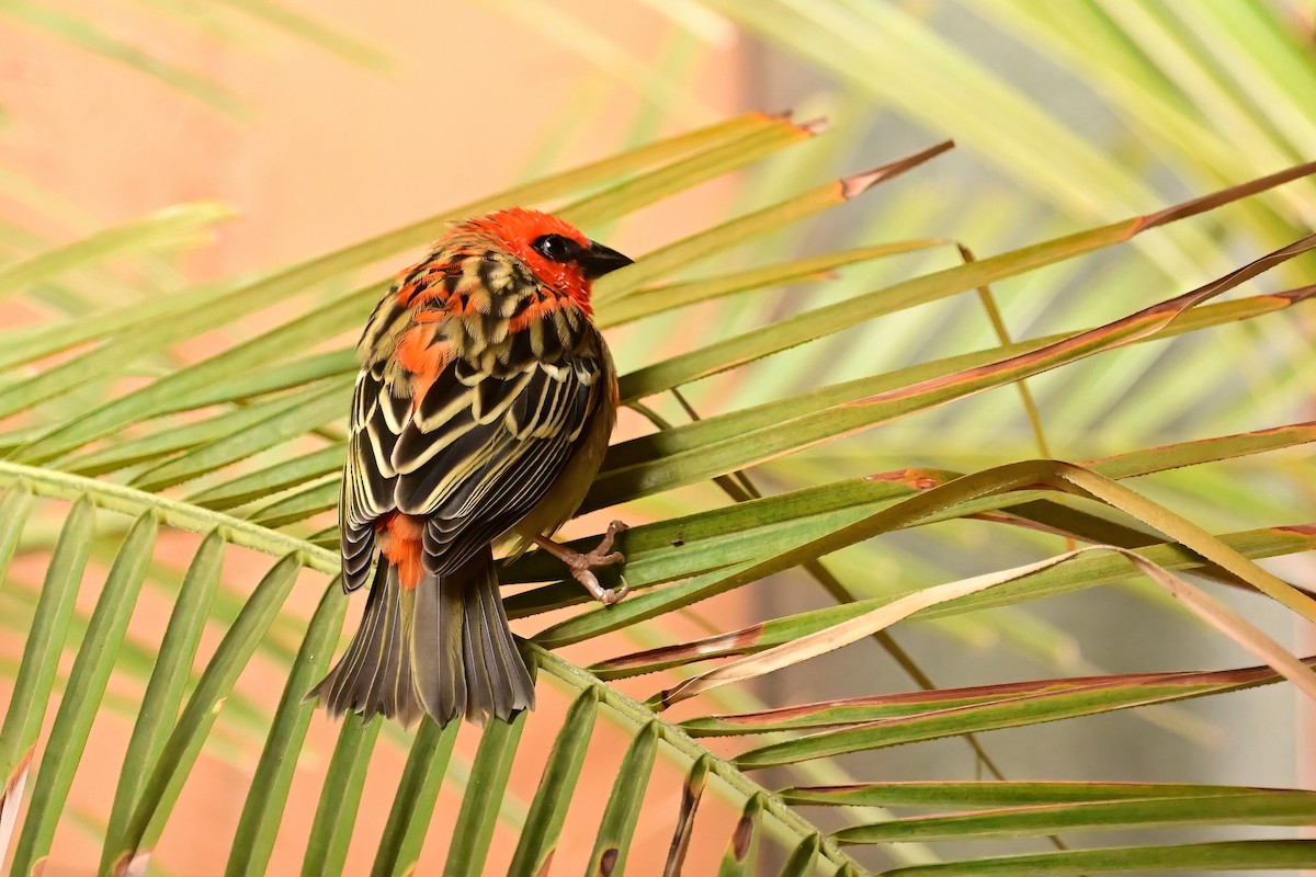 rødvever - ML644380384