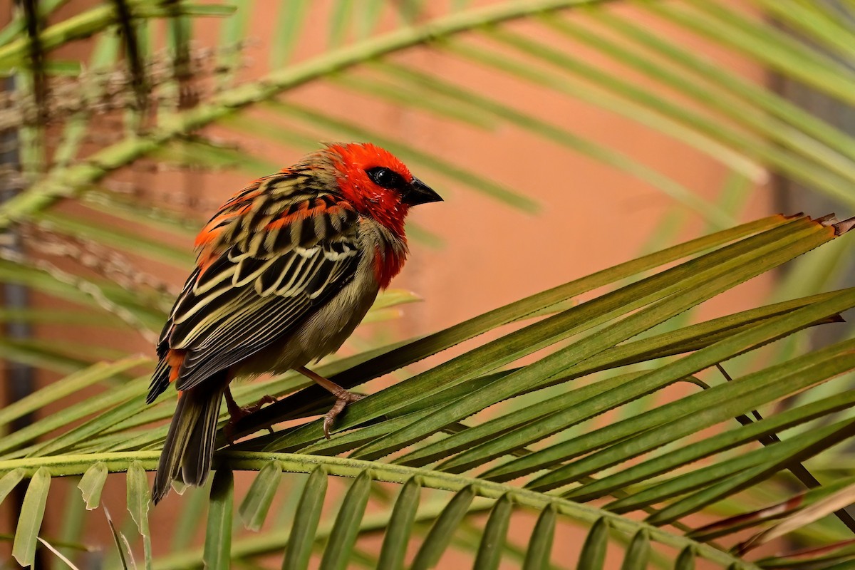 rødvever - ML644380386