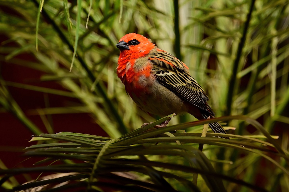 rødvever - ML644380387