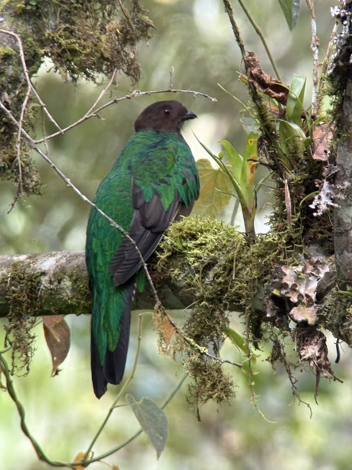 kvesal chocholkatý - ML644380389