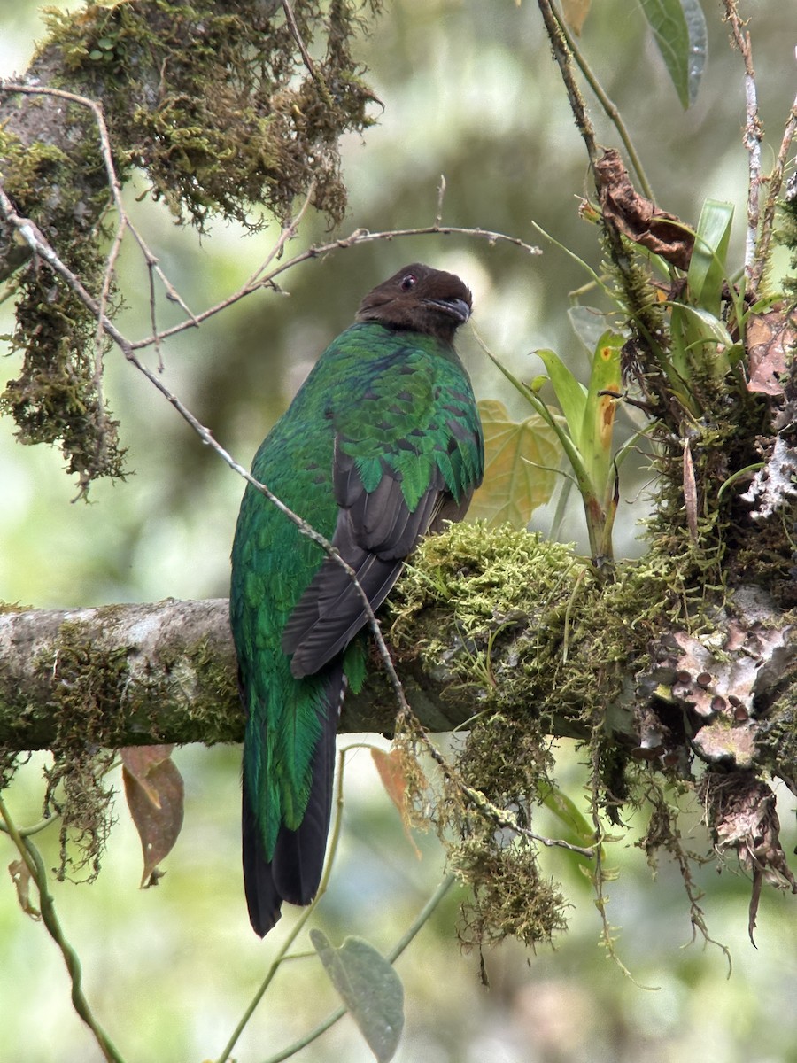 kvesal chocholkatý - ML644380390