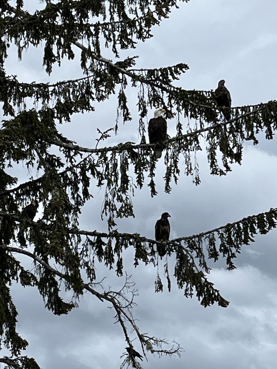 Bald Eagle - ML644380392