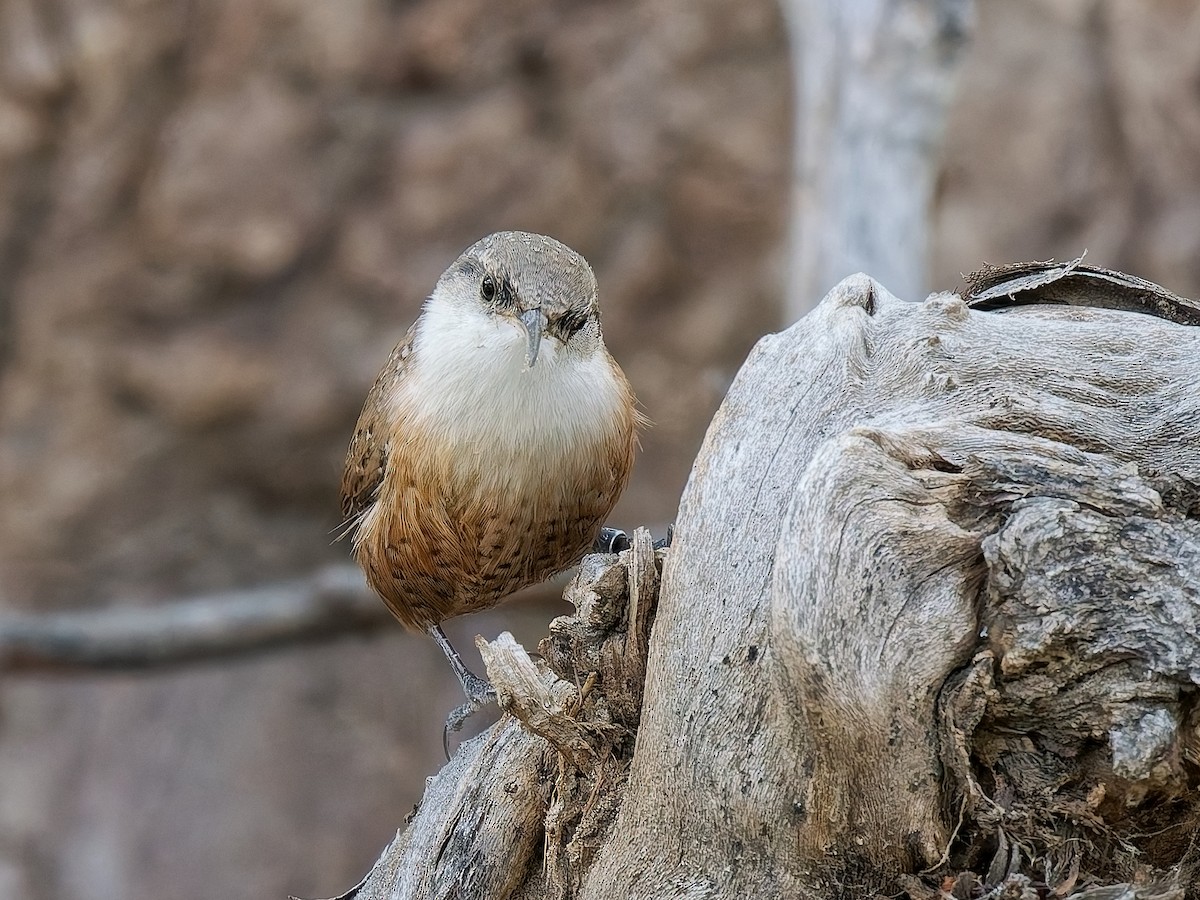 Schluchtenzaunkönig - ML644380393