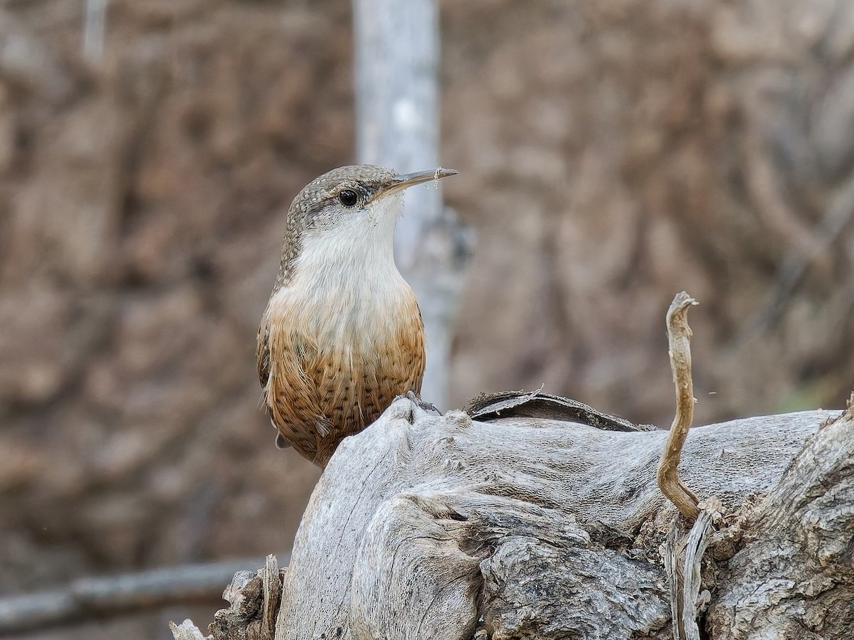 Schluchtenzaunkönig - ML644380394