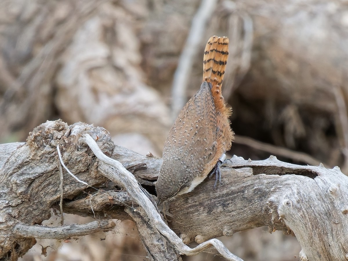 Schluchtenzaunkönig - ML644380395