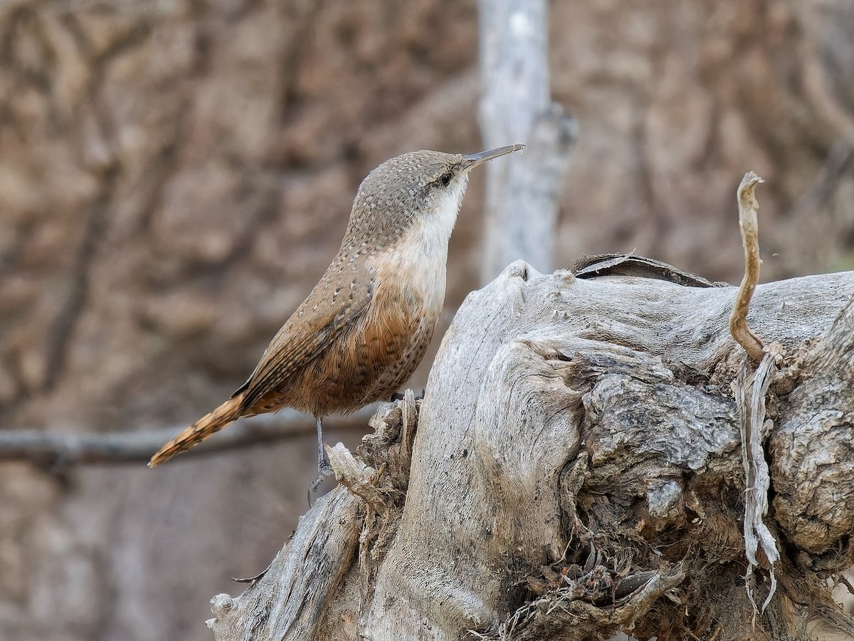 Schluchtenzaunkönig - ML644380396