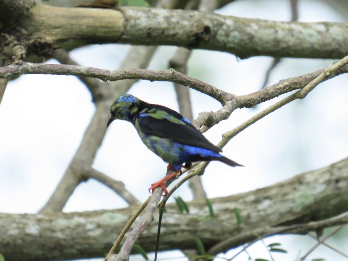 Red-legged Honeycreeper - ML644380412