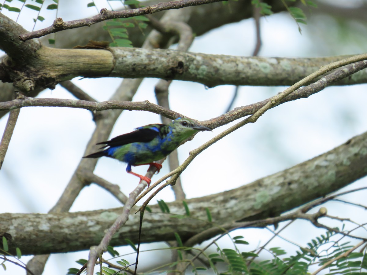 Red-legged Honeycreeper - ML644380413
