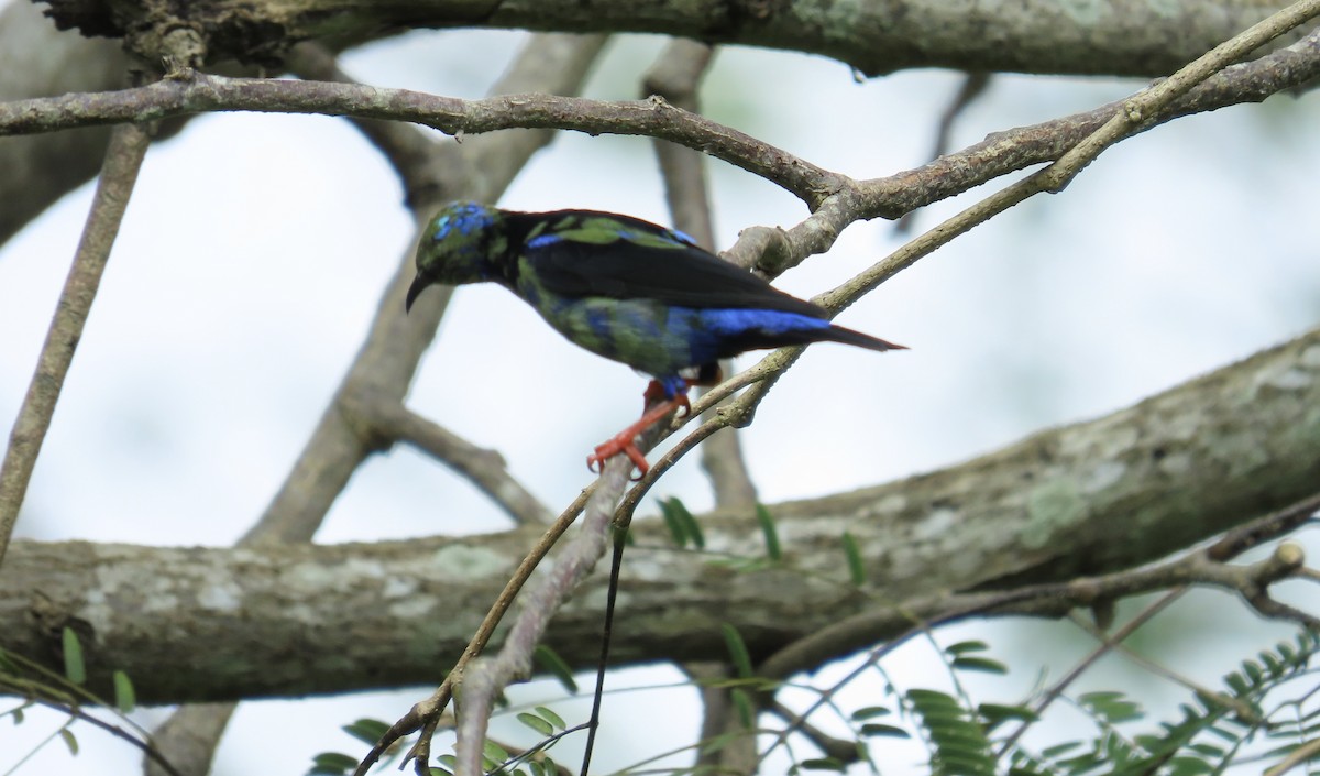 Red-legged Honeycreeper - ML644380414