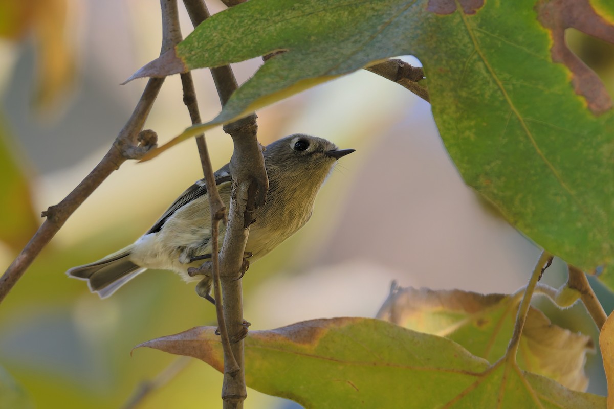 Ruby-crowned Kinglet - ML644380426