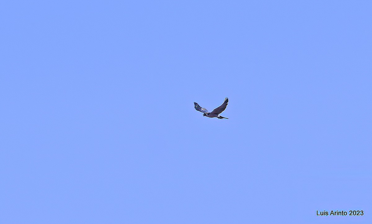 ラナーハヤブサ - ML644380439