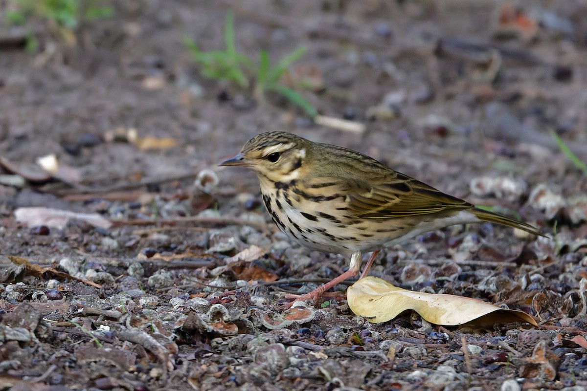 Olive-backed Pipit - ML644380443